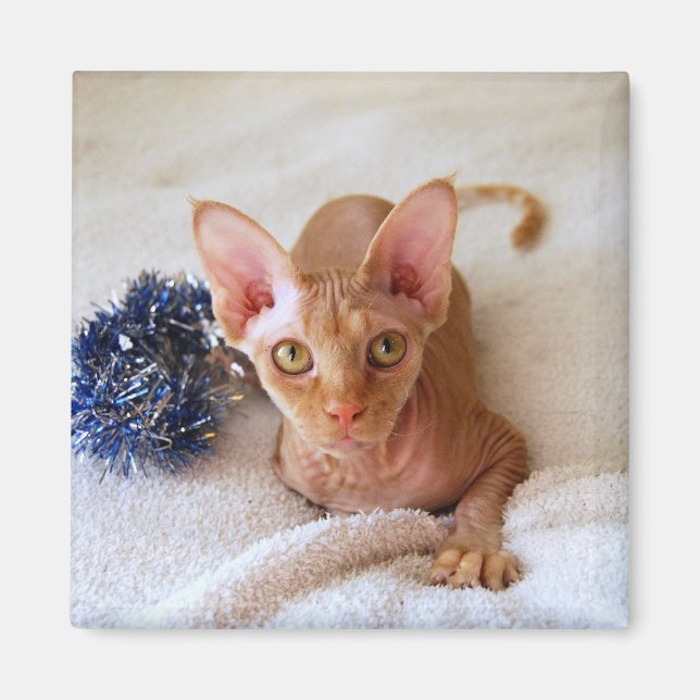 Sphinx-Katze mit blauem Tinsel-Magnet Magnet (Vorne)
