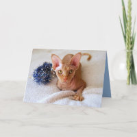 Sphinx-Katze mit blauer Tinsel-Karte