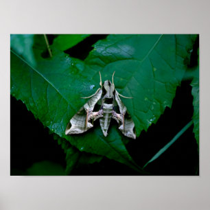 Sphinx Moth auf grüner Seite Poster