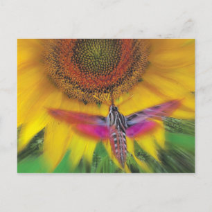Sphinx Postkarte