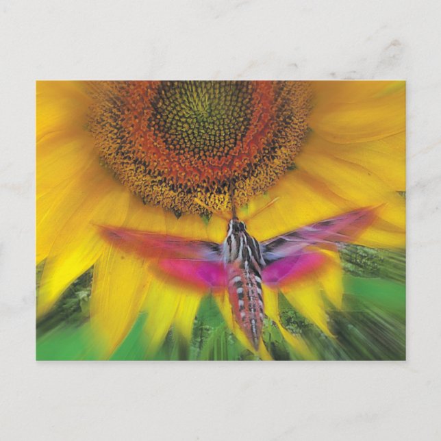 Sphinx Postkarte (Vorderseite)