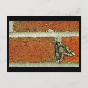 Sphinxmotte Postkarte