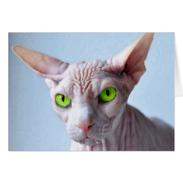 SPHYNX (Vorderseite (Horizontal))