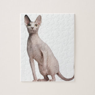 Sphynx (13 Monate alt)