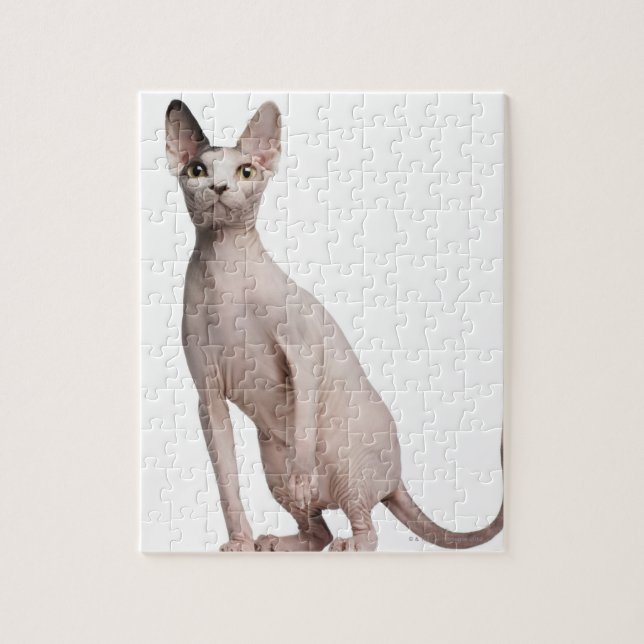 Sphynx (13 Monate alt) (Vertikal)