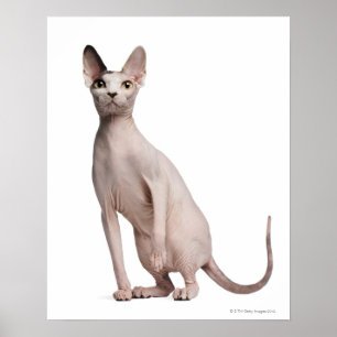 Sphynx (13 Monate alte) Poster