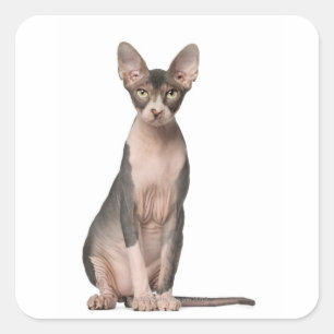 Sphynx (7 Monate alt), Sitzung Quadratischer Aufkleber