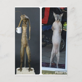 Sphynx Albern - Gibs im Vergleich zu MiB Alien Pos Postkarte