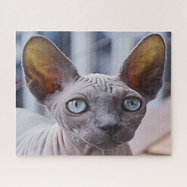 Sphynx Cat. (Horizontal)