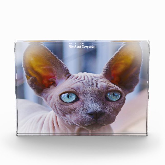 Sphynx Cat Fotoblock (Vorderseite)