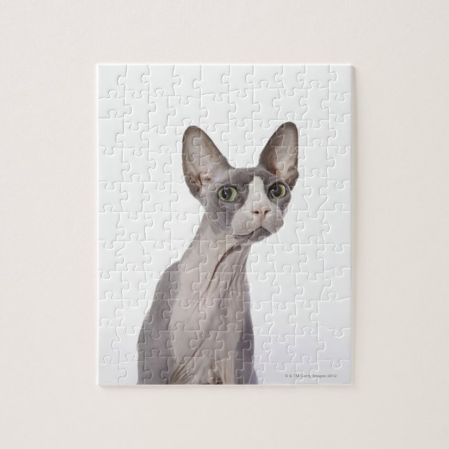 Sphynx Cat mit überraschtem Ausdruck (Vertikal)