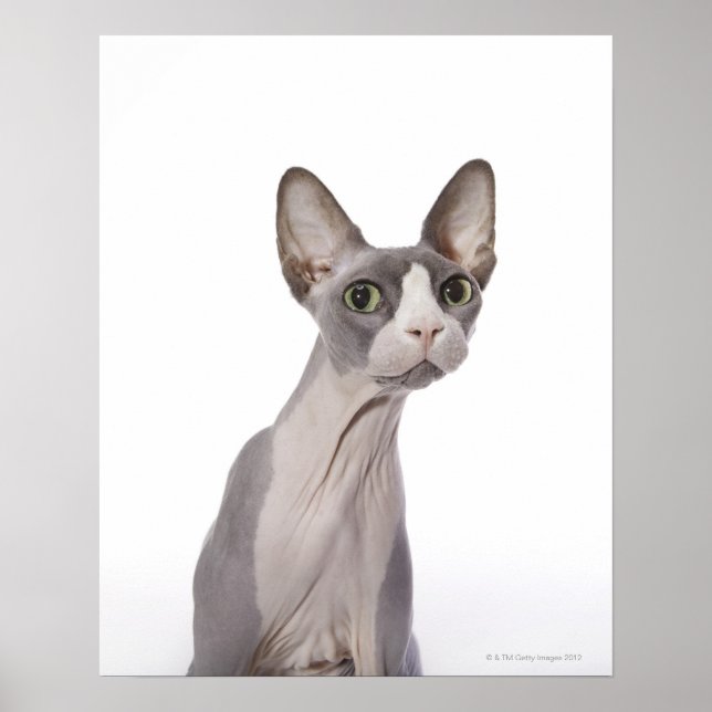 Sphynx Cat mit überraschtem Ausdruck Poster (Vorne)