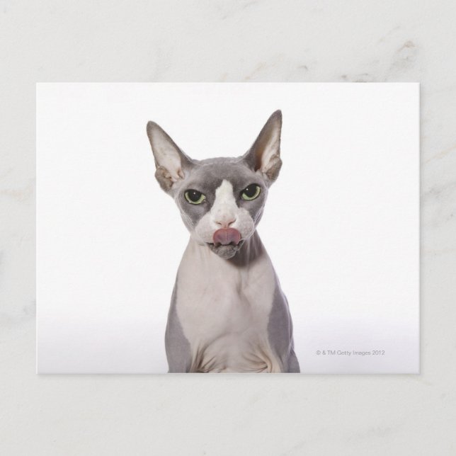 Sphynx Cat mit Zunge Postkarte (Vorderseite)