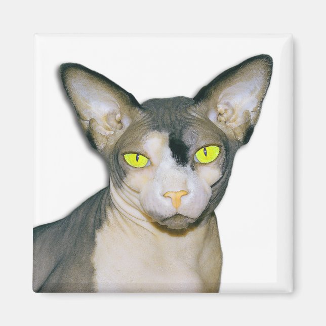 Sphynx Cat Ninja White Square Magnet (Vorne)