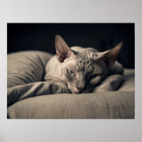 Sphynx Cat