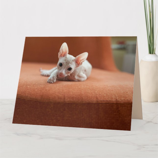SPHYNX CHAT SANS CHEVEUX CARTES DE SALUT D'ANNIVER (Devant)