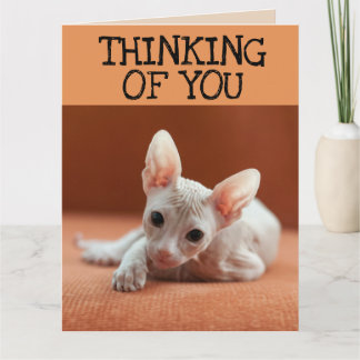 SPHYNX-KATZE DENKT AN DICH GRUßKARTE KARTE