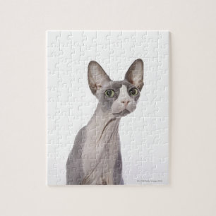 Sphynx Katze mit überraschtem Ausdruck