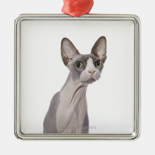 Sphynx Katze mit überraschtem Ausdruck Silbernes Ornament
