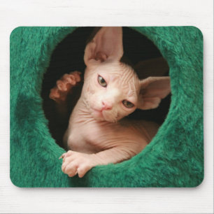 Sphynx Katze Mousepad   GoSphynx.com