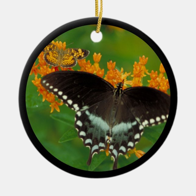 Spicebush Frack Butterfly Keramikornament (Vorne)