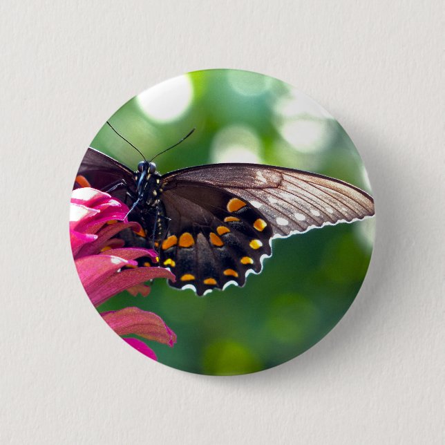 Spicebush-Frack Button (Vorderseite)