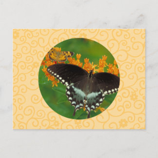 Spicebush Frack-Schmetterling Postkarte