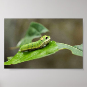 Spicebush Frack-Schmetterlingslarve Poster