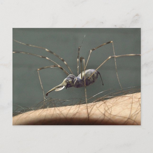 Spidephäre Postkarte (Vorderseite)