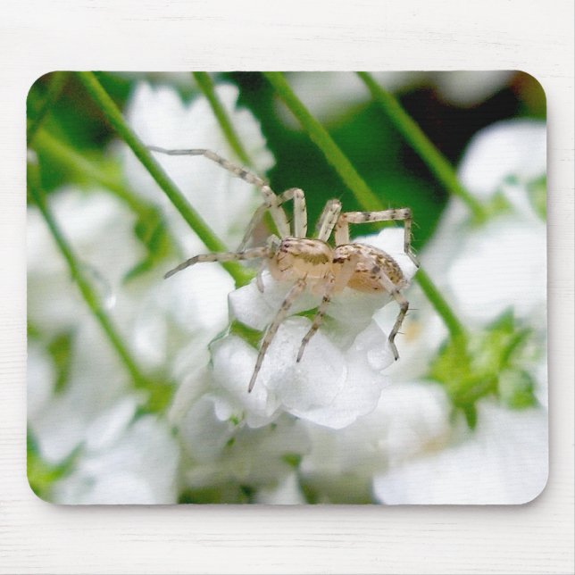 Spider Araneus Mousepad (Vorne)