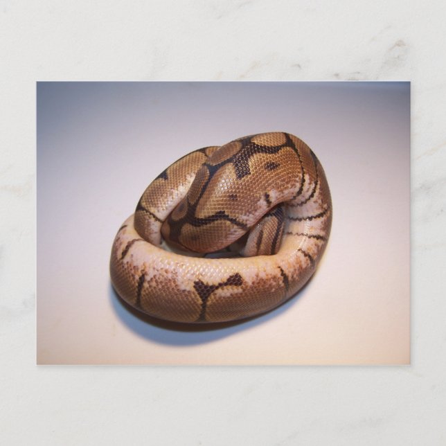 Spider Ball Python Postcard Postkarte (Vorderseite)