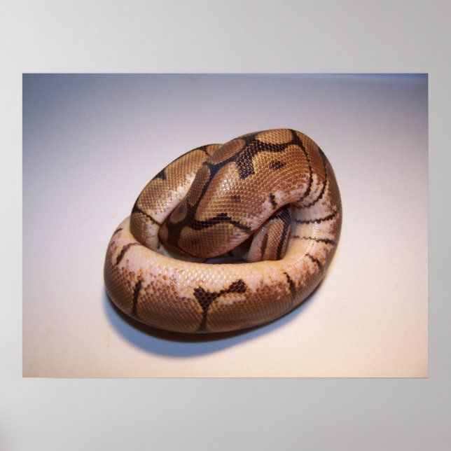 Spider Ball Python Poster (Vorne)