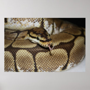 Spider Ball Python Poster