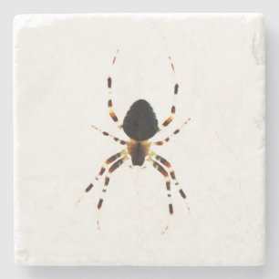Spider Coera Steinuntersetzer