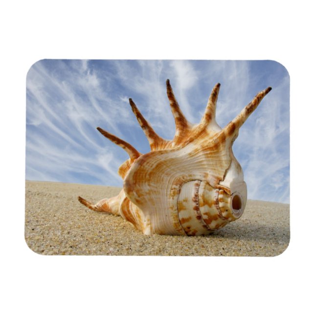 Spider Conch Seashell am Sandy Beach Magnet (Horizontal)