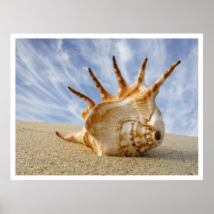 Spider Conch Seashell am Strand Sand Poster