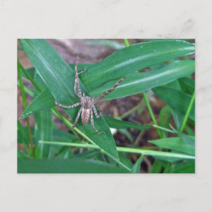 Spider dans la carte postale Smartweed