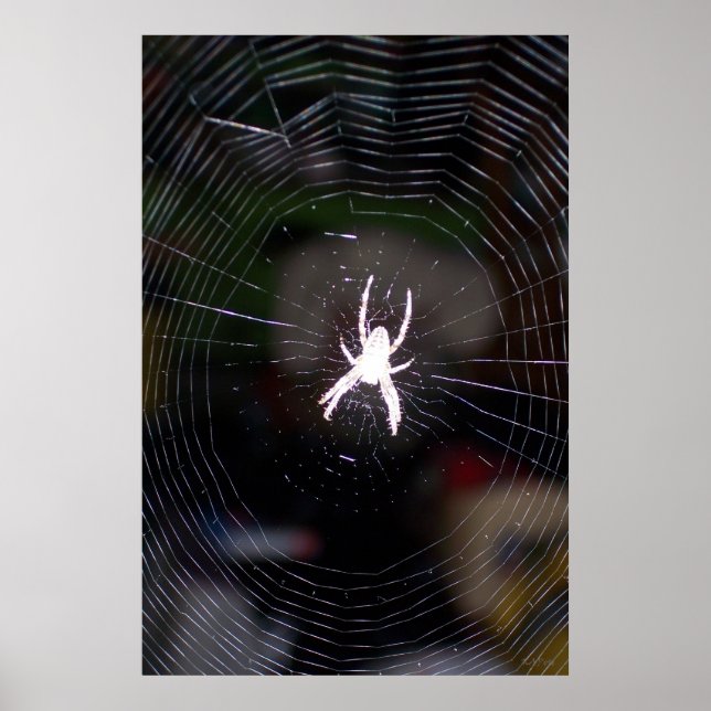 Spider in Web 2 Poster (Vorne)