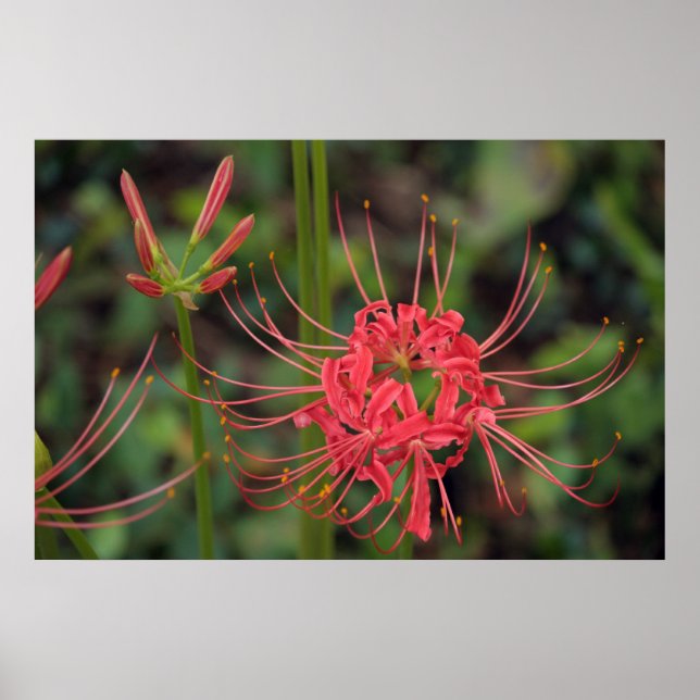 Spider Lily Poster (Vorne)
