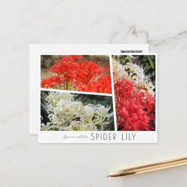 Spider Lily Postkarte (Vorderseite/Rückseite Beispiel)