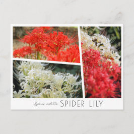 Spider Lily Postkarte