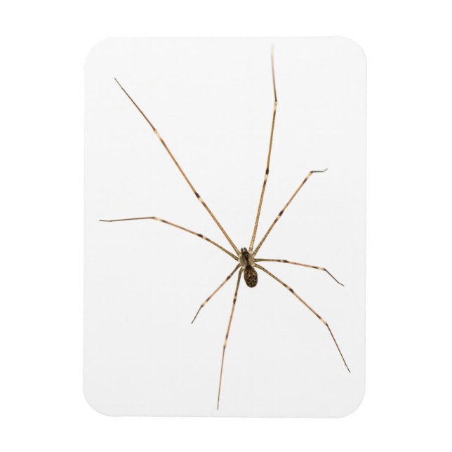 Spider Magnet (Vertikal)