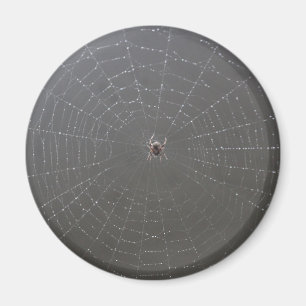 Spider Magnet