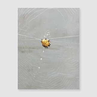 Spider Magnetkarte