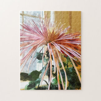 Spider Mum Pink Splendor