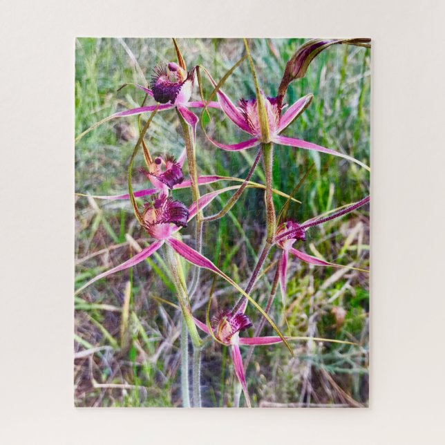 Spider Orchids (Vertikal)
