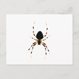 Spider pccna postkarte