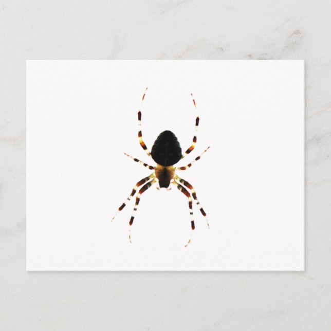 Spider pccna postkarte (Vorderseite)