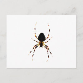 Spider pccnm postkarte