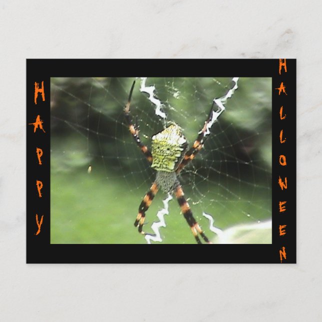 Spider Postcard Postkarte (Vorderseite)